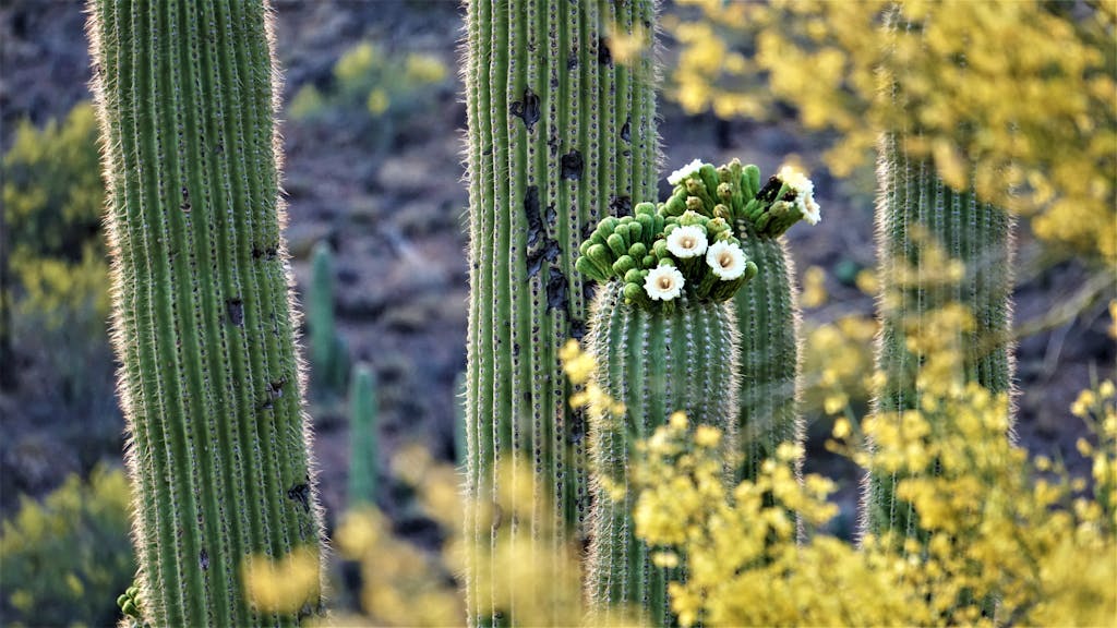 Close-up of flowering Saguaro cacti in Tucson, capturing vibrant desert life.